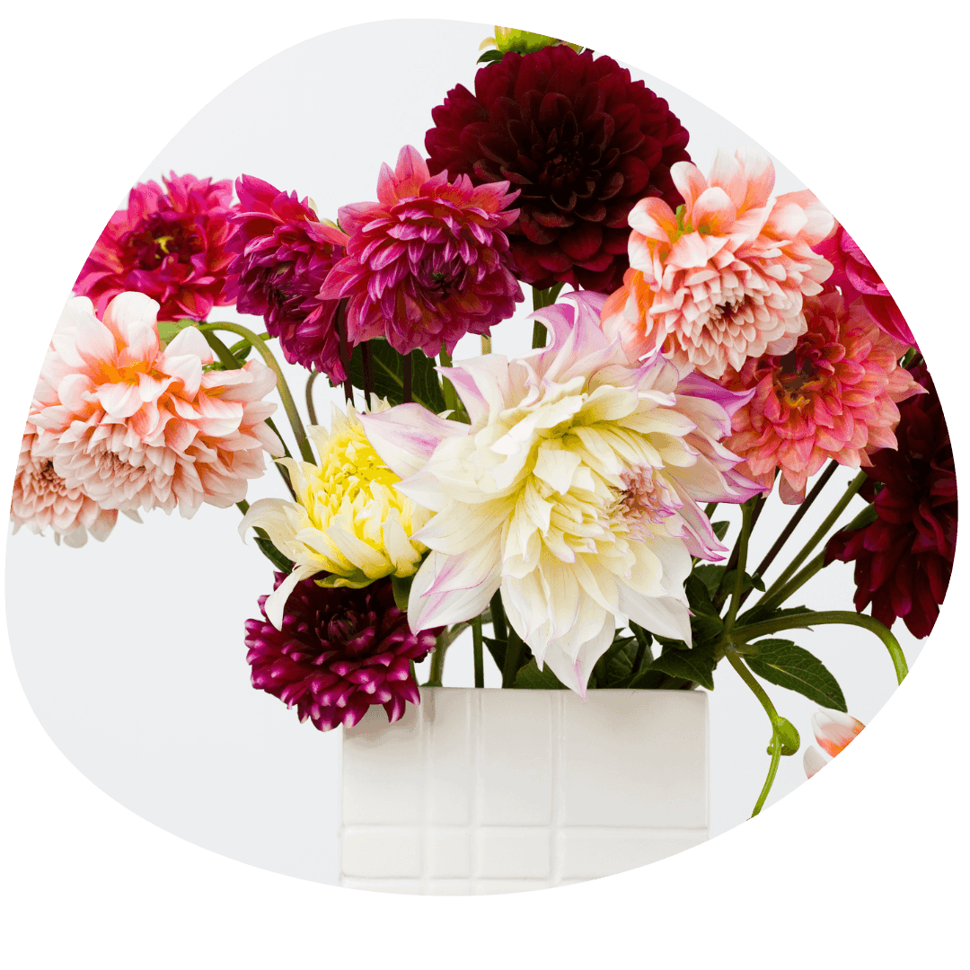 Bouquet of pink and white dahlia blooms